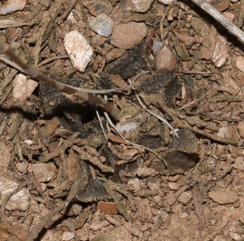 Haworthia maraisii