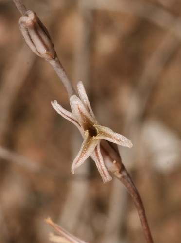Haworthia maraisii
