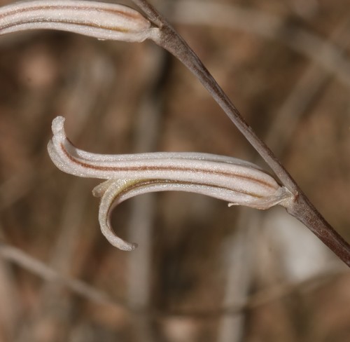 Haworthia maraisii