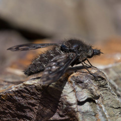 Conophorus fenestratus