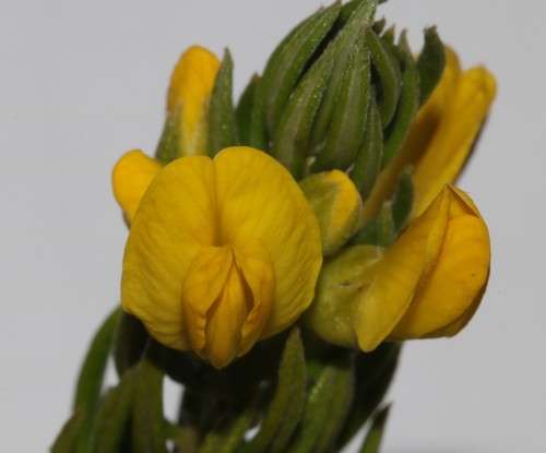 Image of Xiphotheca rosmarinifolia by (c) Brian du Preez, some rights reserved (CC BY-SA)