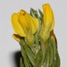 Xiphotheca rosmarinifolia - Photo (c) Brian du Preez,  זכויות יוצרים חלקיות (CC BY-SA), הועלה על ידי Brian du Preez