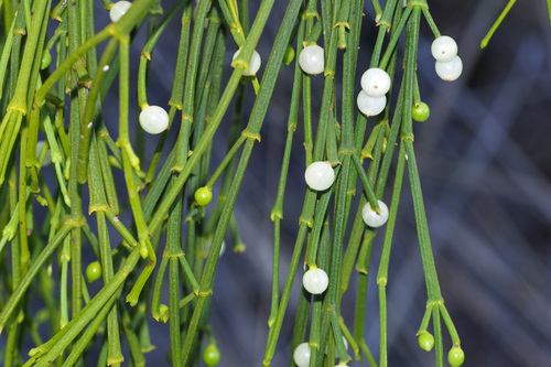 Brigalow Jointed Mistletoe (Viscum bancroftii)