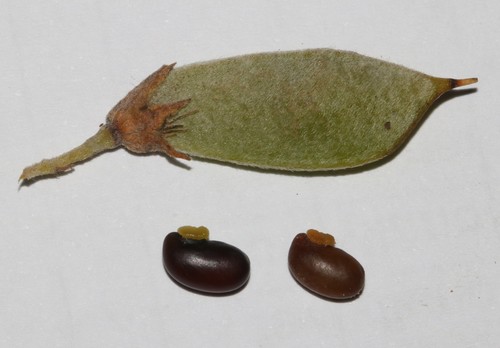 Image of Xiphotheca rosmarinifolia by (c) Brian du Preez, some rights reserved (CC BY-SA)