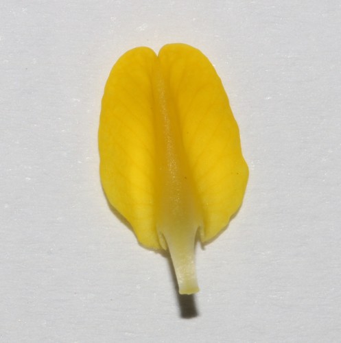 Image of Xiphotheca rosmarinifolia by (c) Brian du Preez, some rights reserved (CC BY-SA)
