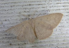 Cyclophora obstataria