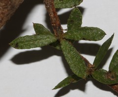 Psoralea curtisiae