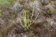 Leucadendron coriaceum