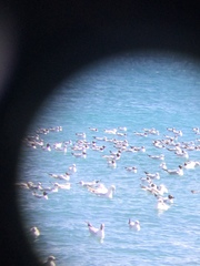 Chroicocephalus genei