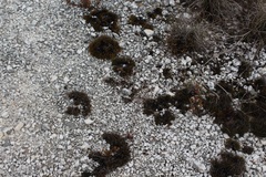 Ficinia overbergensis