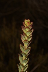 Leucadendron coriaceum