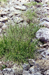Carex rigidioides