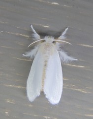 Euproctis melanosoma