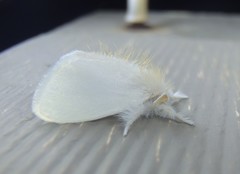 Euproctis melanosoma