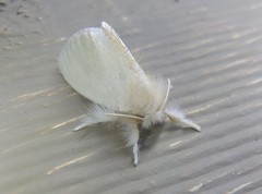 Euproctis melanosoma