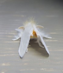 Euproctis melanosoma