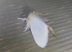 Euproctis melanosoma