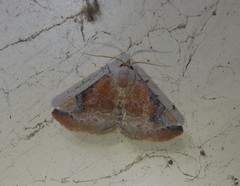 Mataeomera coccophaga