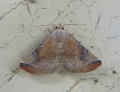 Mataeomera coccophaga