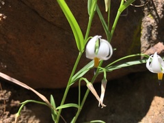 Walleria nutans