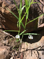 Walleria nutans