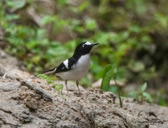 Enicurus immaculatus