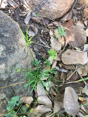 Actiniopteris dimorpha dimorpha