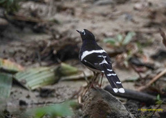 Enicurus immaculatus