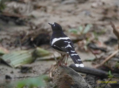 Enicurus immaculatus