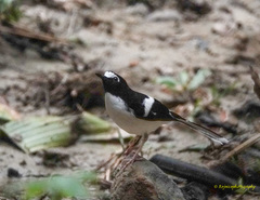 Enicurus immaculatus