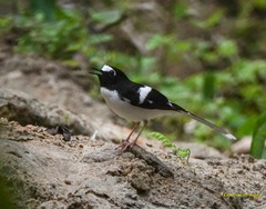 Enicurus immaculatus