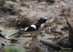 Enicurus immaculatus