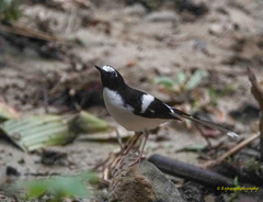 Enicurus immaculatus