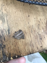 Yphthimoides straminea