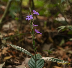 Eranthemum roseum