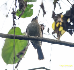 Cyornis unicolor