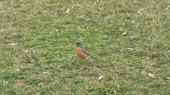 Turdus migratorius
