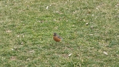Turdus migratorius