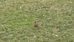 Turdus migratorius
