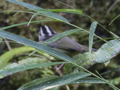 Basileuterus melanotis