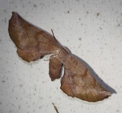 Parepisparis multicolora