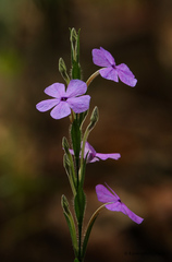 Eranthemum roseum
