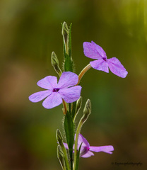 Eranthemum roseum
