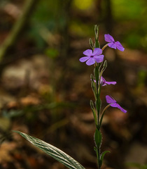 Eranthemum roseum