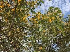 Pterocarpus rotundifolius