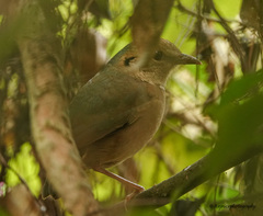 Hydrornis nipalensis