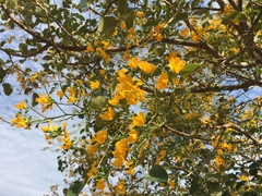 Pterocarpus rotundifolius