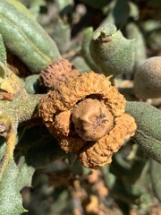 Quercus durata var. durata