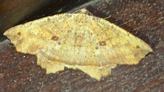 Polyacme subpulchra