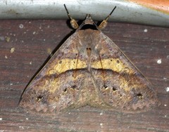 Ophyx